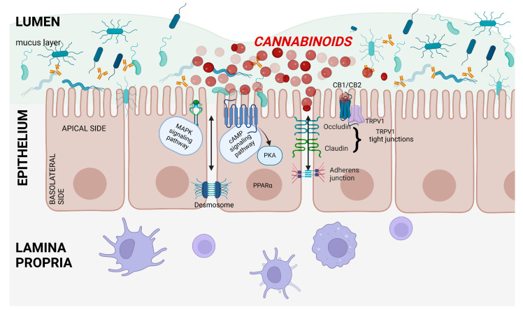 PMC11203611 – ijms-25-06682-f006