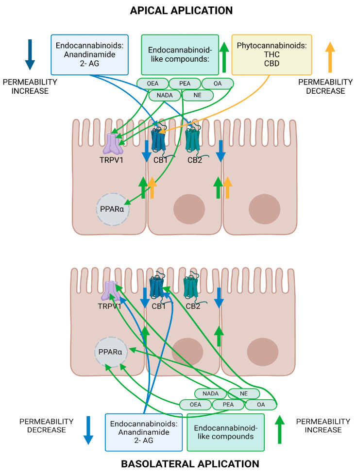 PMC11203611 – ijms-25-06682-f007