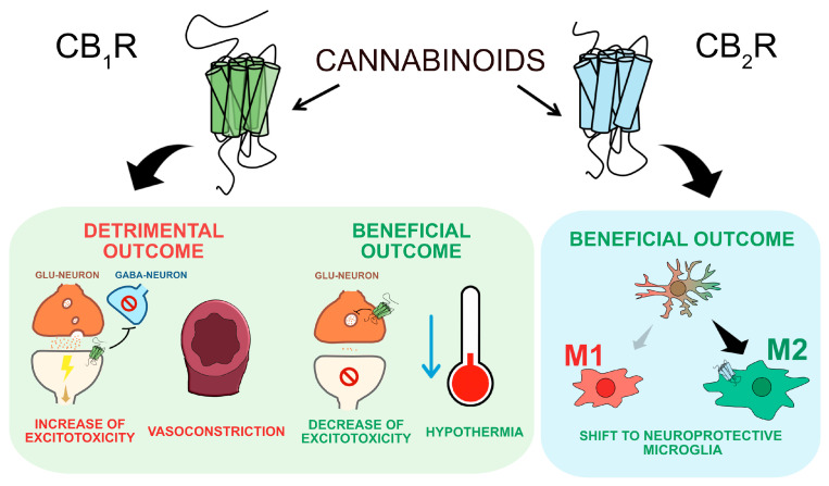 PMC11204117 – ijms-25-06708-f001