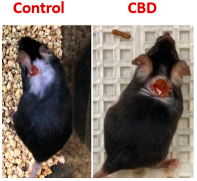 PMC11241632 – ijms-25-07137-f010