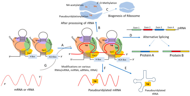 PMC11240930 – ijms-25-07202-f002