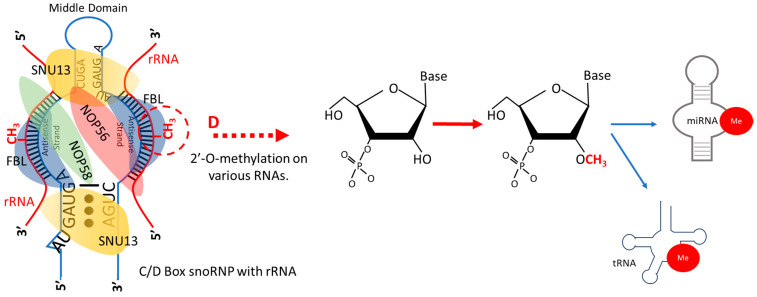 PMC11240930 – ijms-25-07202-f003