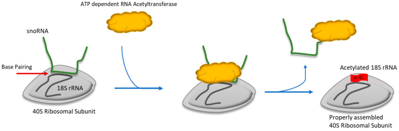 PMC11240930 – ijms-25-07202-f004