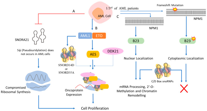 PMC11240930 – ijms-25-07202-f005