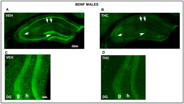 PMC11242182 – ijms-25-07453-f008