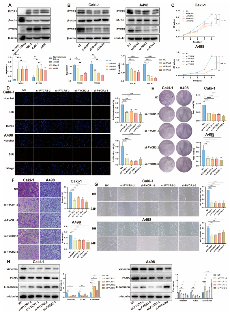 PMC11311831 – ijms-25-08096-f005