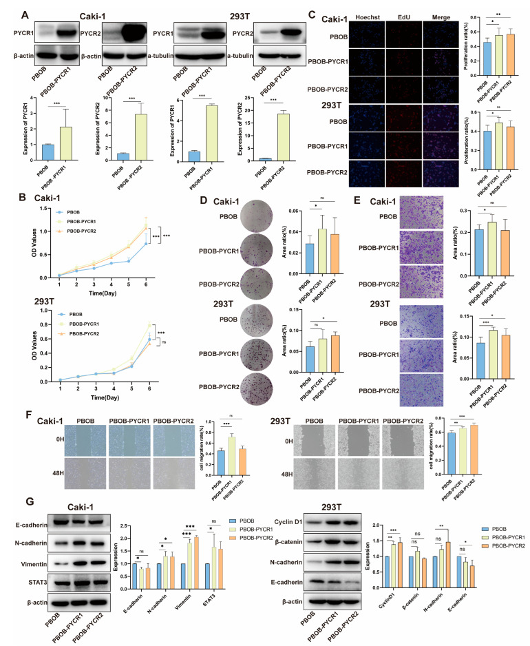 PMC11311831 – ijms-25-08096-f006