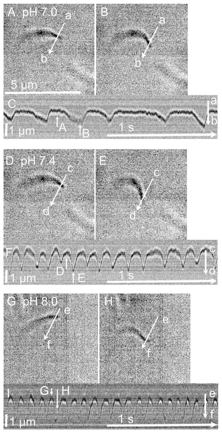 PMC11312401 – ijms-25-08138-f003