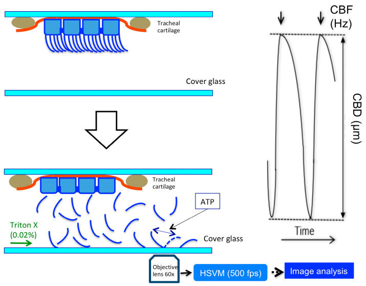 PMC11312401 – ijms-25-08138-f007
