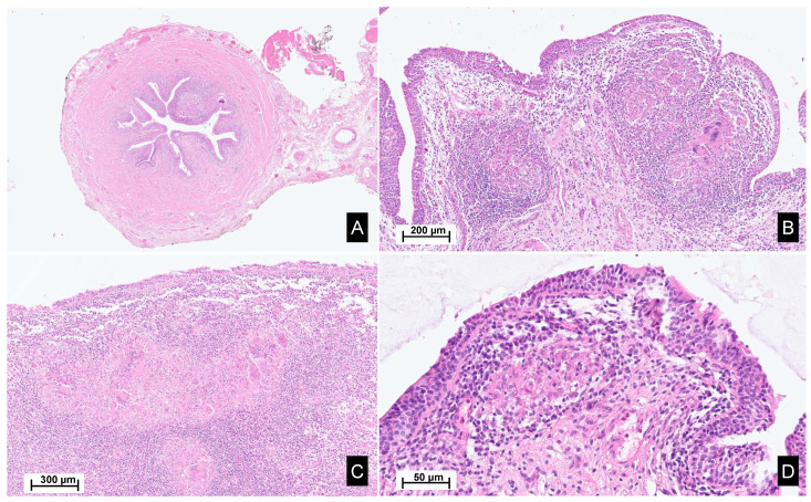 PMC11311393 – ijms-25-08166-f002