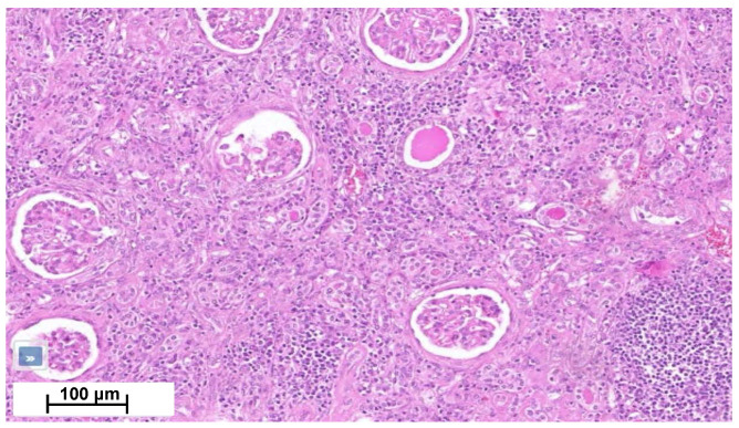 PMC11311393 – ijms-25-08166-f004