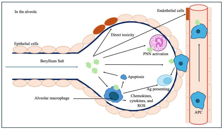 PMC11311393 – ijms-25-08166-f006
