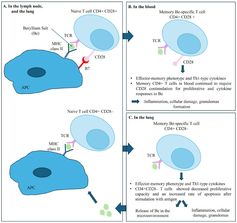 PMC11311393 – ijms-25-08166-f007