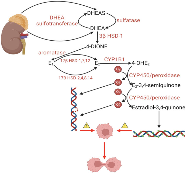 PMC11311417 – ijms-25-08167-f002