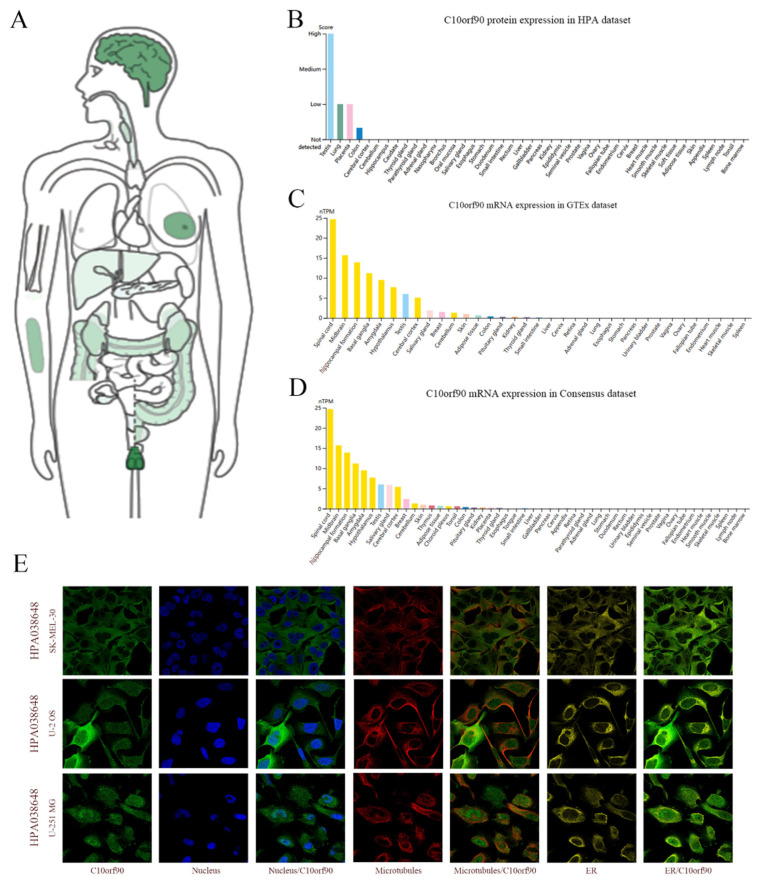 PMC11476934 – ijms-25-10496-f002