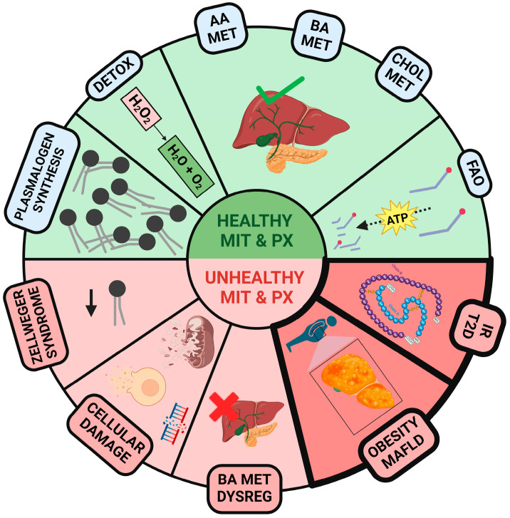 PMC11508381 – ijms-25-11237-f001