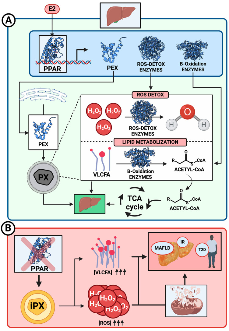 PMC11508381 – ijms-25-11237-f002