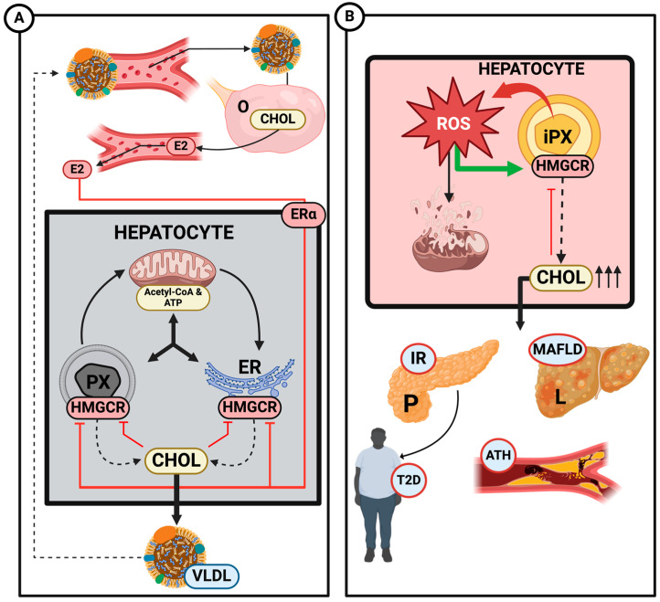 PMC11508381 – ijms-25-11237-f003