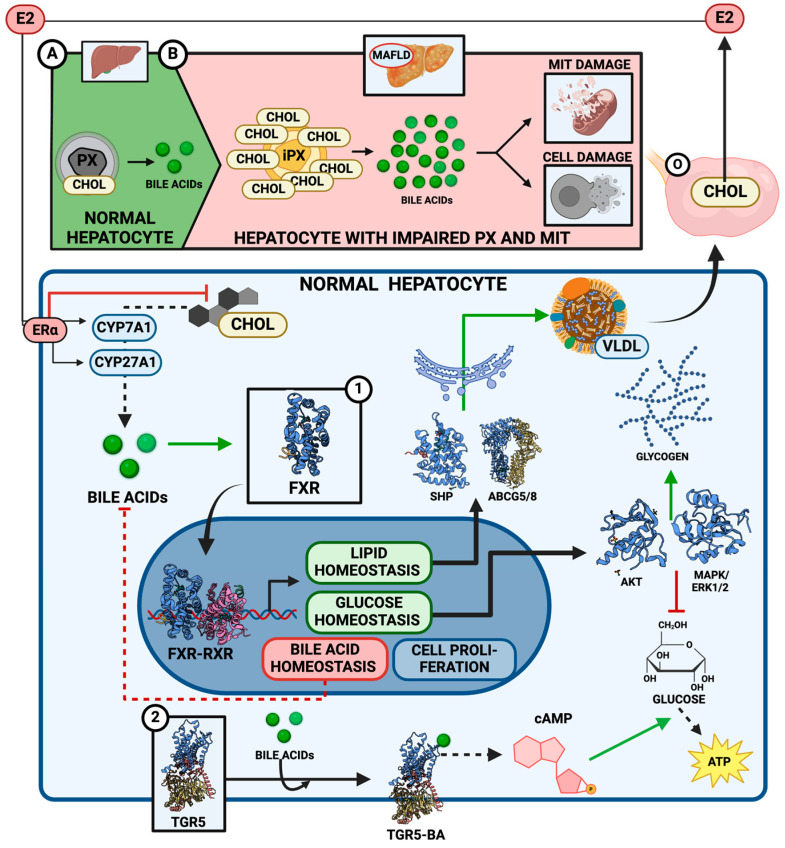PMC11508381 – ijms-25-11237-f004