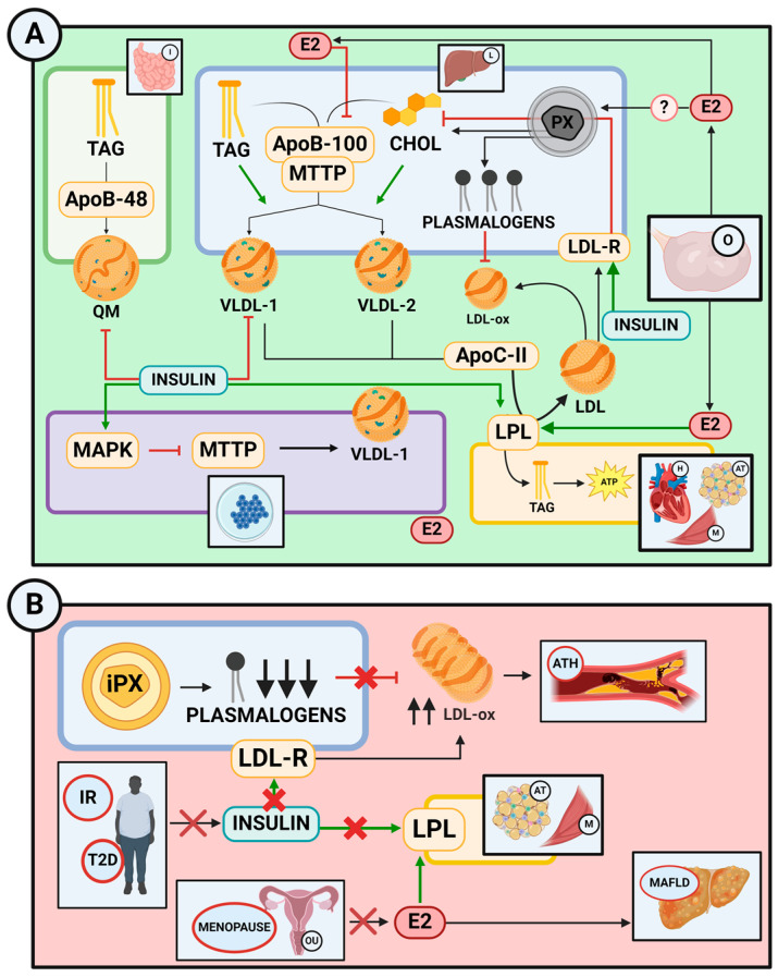 PMC11508381 – ijms-25-11237-f005