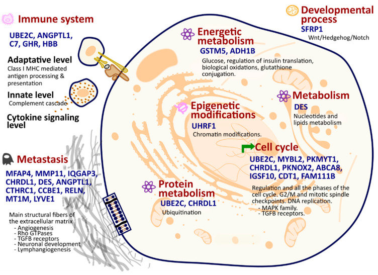 PMC11594711 – ijms-25-12419-f001