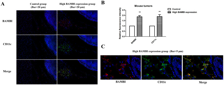 PMC11640931 – ijms-25-12713-f008