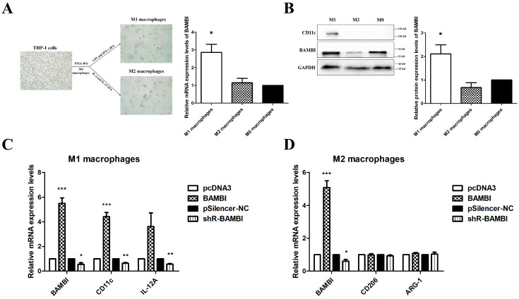 PMC11640931 – ijms-25-12713-f009