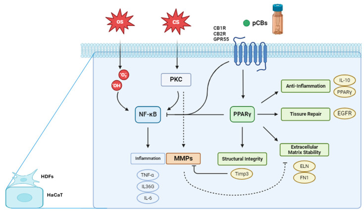 PMC11641943 – ijms-25-13142-f001