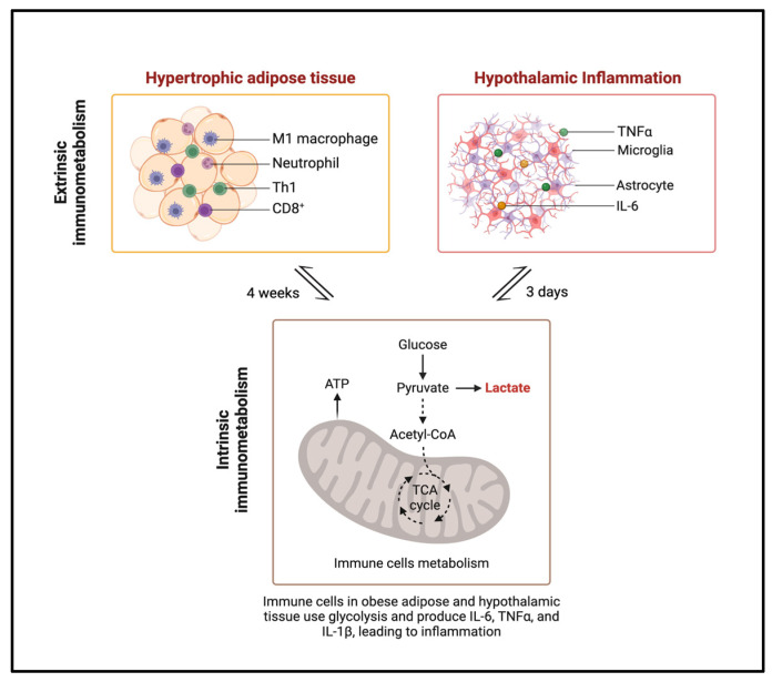 PMC11642714 – ijms-25-13169-f001
