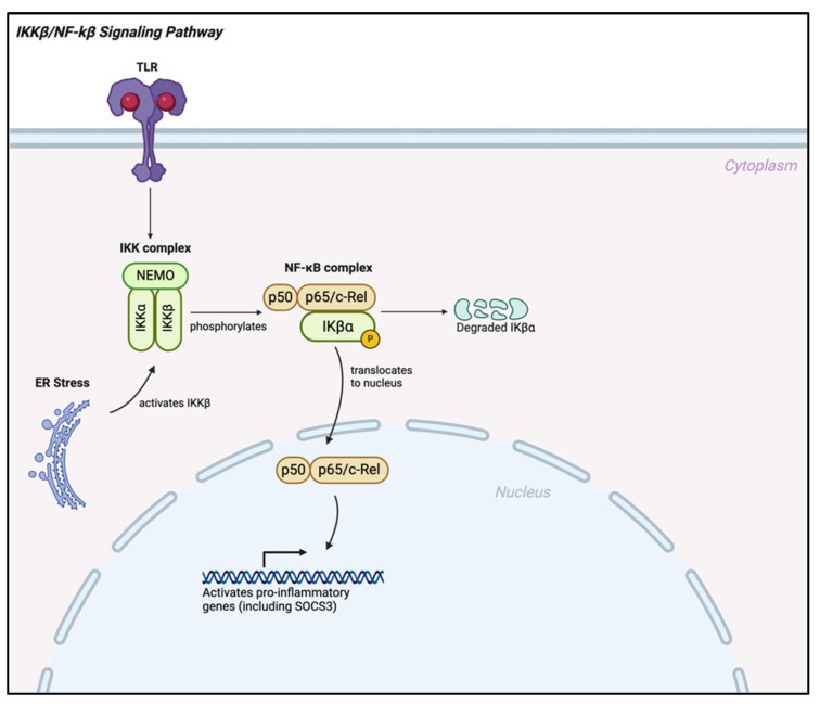 PMC11642714 – ijms-25-13169-f003