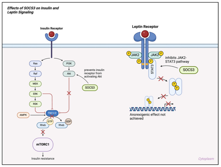 PMC11642714 – ijms-25-13169-f004