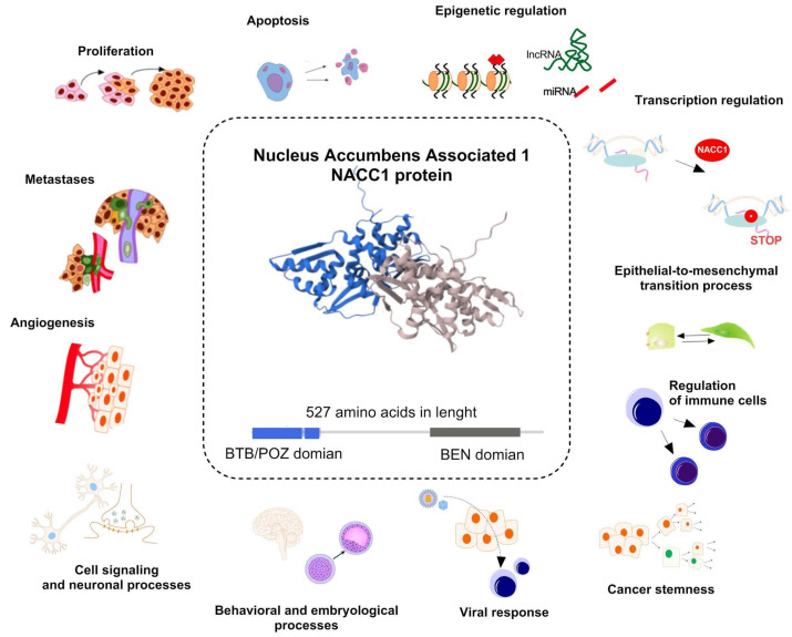 PMC11728236 – ijms-25-13632-f001