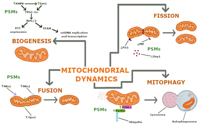PMC11720160 – ijms-26-00380-f002