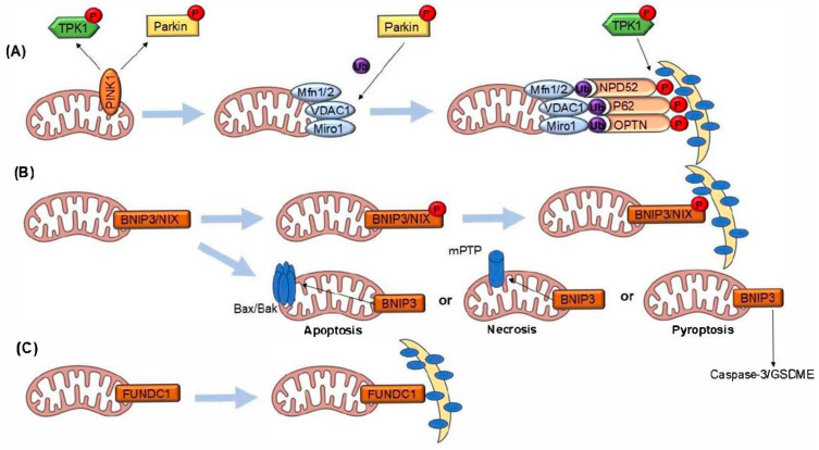 PMC11765132 – ijms-26-00448-f001