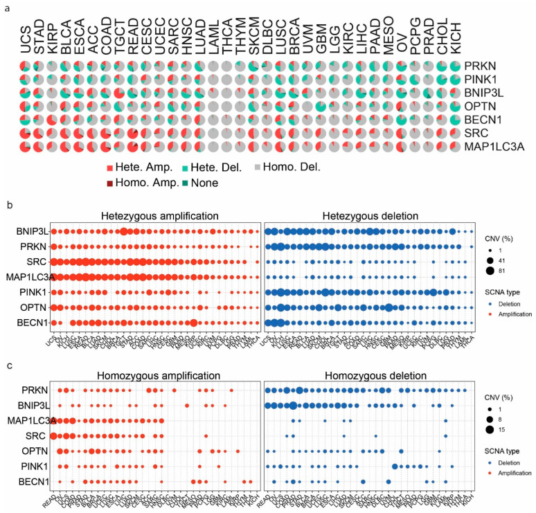 PMC11765132 – ijms-26-00448-f007