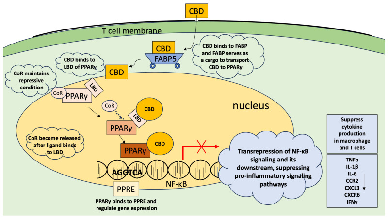 PMC11765766 – ijms-26-00699-f003