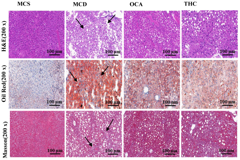 PMC11816436 – ijms-26-00895-f001