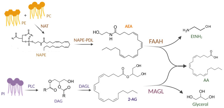PMC11818434 – ijms-26-01306-f001
