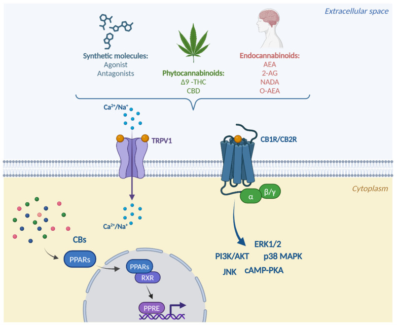 PMC11818434 – ijms-26-01306-f003