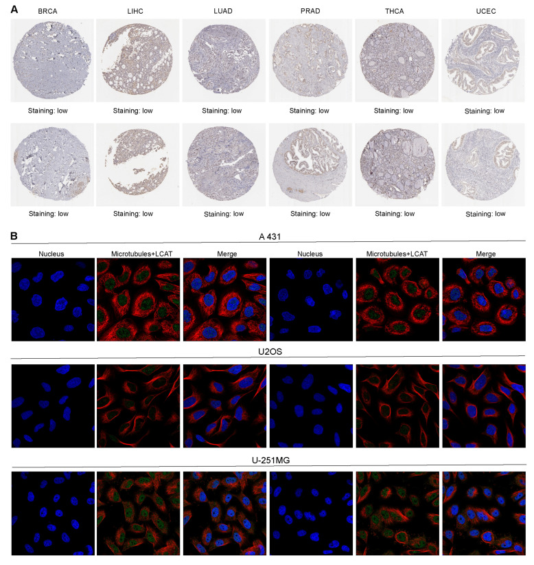 PMC11855027 – ijms-26-01453-f002