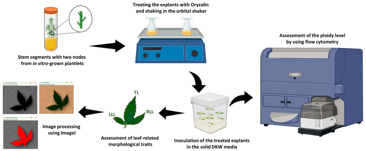 PMC11855134 – ijms-26-01746-f006