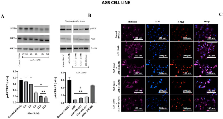 PMC11900069 – ijms-26-02033-f001