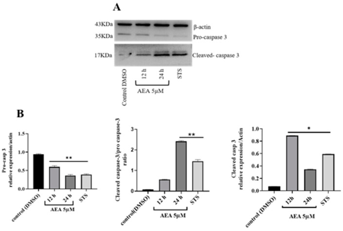 PMC11900069 – ijms-26-02033-f004