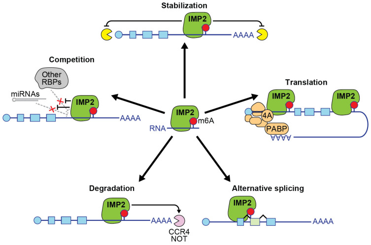 PMC11942581 – ijms-26-02415-f001