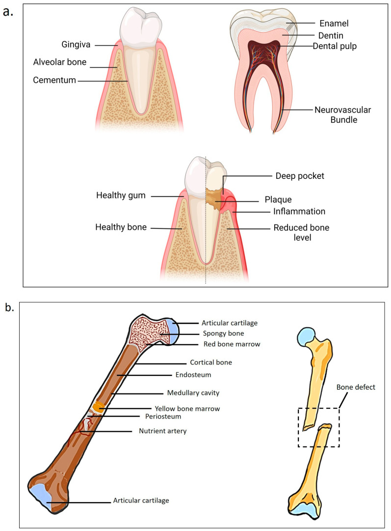 PMC12026678 – ijms-26-03510-f001