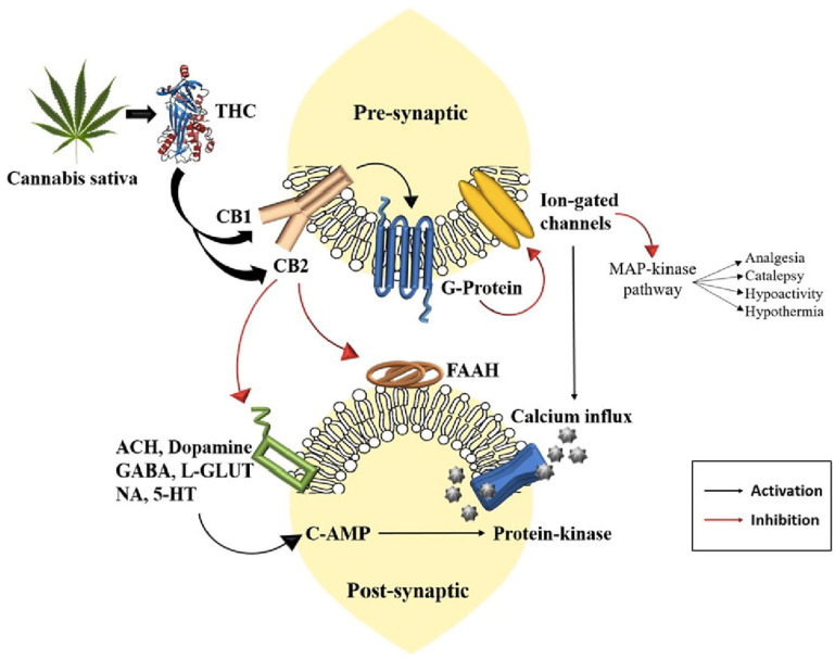 PMC12028210 – ijms-26-03766-f001