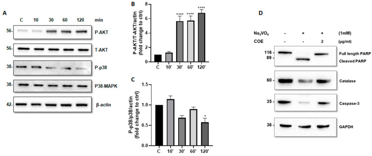 PMC12071328 – ijms-26-04142-f004