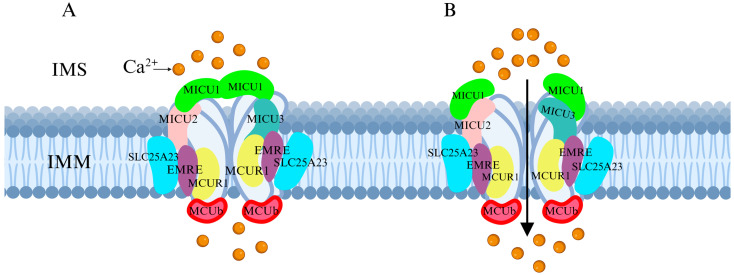 PMC12111645 – ijms-26-04732-f001