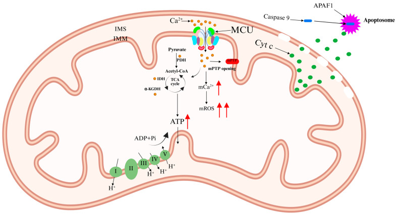PMC12111645 – ijms-26-04732-f002