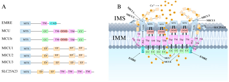 PMC12111645 – ijms-26-04732-f003